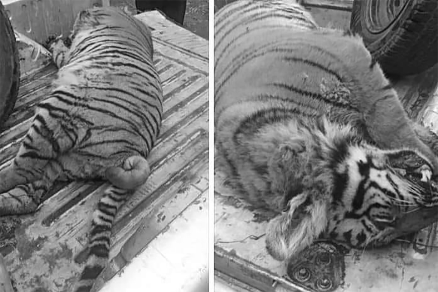 बर्दियामा पाटे बाघ मृत फेला
